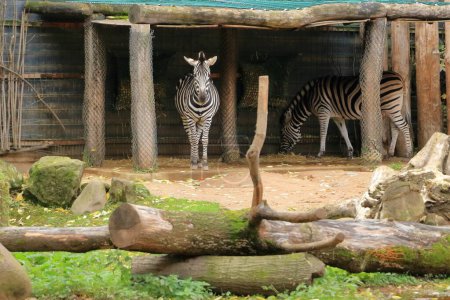Photo for Plains zebra (Equus burchelli) - Royalty Free Image