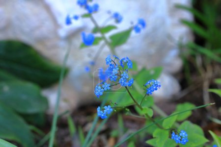 Téléchargez les photos : Fleurs bleues de la vraie oublier-moi-pas (Myosotis scorpioides) - en image libre de droit