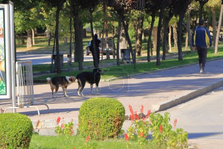 Two dogs making love in town center in Albania, funny expressions