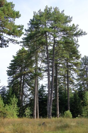 pino con tronco dividido