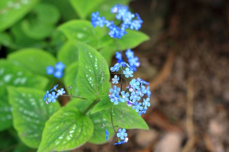 Téléchargez les photos : Fleurs bleues de la vraie oublier-moi-pas (Myosotis scorpioides) - en image libre de droit