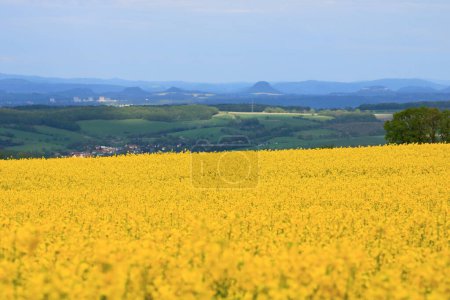 Frühlingslandschaft mit gelbem Rapsfeld in Sachsen