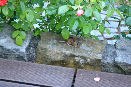 a Cute looking mouse in front of a brick wall searching for food