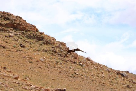 Foto de Kirguistán Los cazadores de águila demuestran la caza del águila - Imagen libre de derechos
