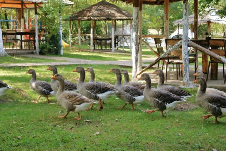 un grupo de gansos grises pastando cerca del lago en el parque. Greylag goose es una especie de ave paseriforme de la familia anatidae.