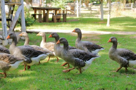 un grupo de gansos grises pastando cerca del lago en el parque. Greylag goose es una especie de ave paseriforme de la familia anatidae.