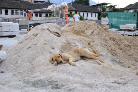 16. September 2023 - Gjirokastra in Albanien: Netter Hund auf dem Sandhaufen einer Baustelle