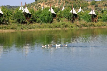 geese family (Chloephaga picta), swimming in a lake, albania