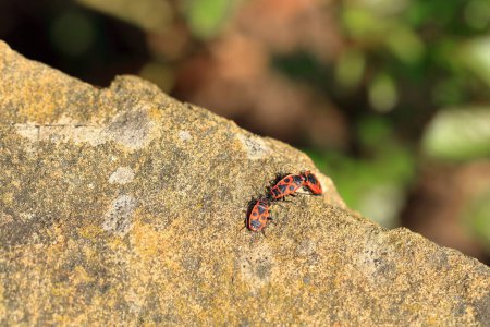 Fire beetles in the summer on stone