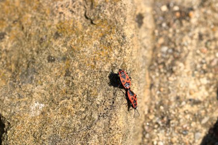 Fire beetles in the summer on stone