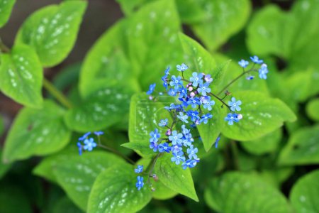 blue flowers of the true forget-me-not (Myosotis scorpioides)