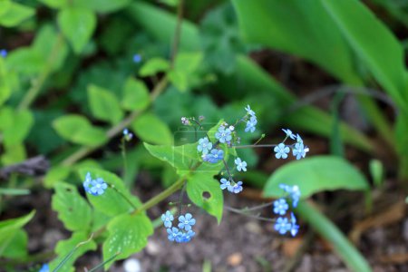 flores azules del verdadero no-me-olvides (Myosotis scorpioides)