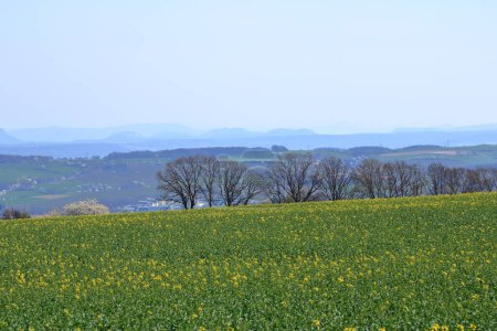 un paisaje primaveral con campo de colza amarilla en Sajonia, Alemania