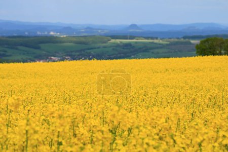 un paysage printanier avec champ de colza jaune en Saxe, Allemagne