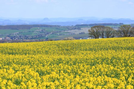 a Spring landscape with yellow rapeseed field in Saxony, Germany