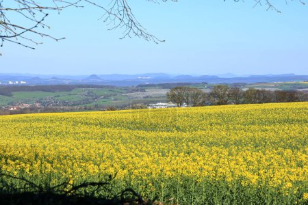 Frühlingslandschaft mit gelbem Rapsfeld in Sachsen