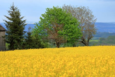 un paisaje primaveral con campo de colza amarilla en Sajonia, Alemania