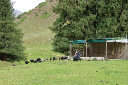 die Landschaft nahe der Jeti-Oguz-Schlucht mit Jurten und grünen Wiesen an einem bewölkten Tag