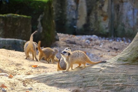 some Young meerkats are playfully interacting with each other
