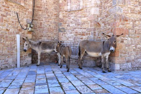 Donkeys at a church in Pustec, Prespa National Park in Albania
