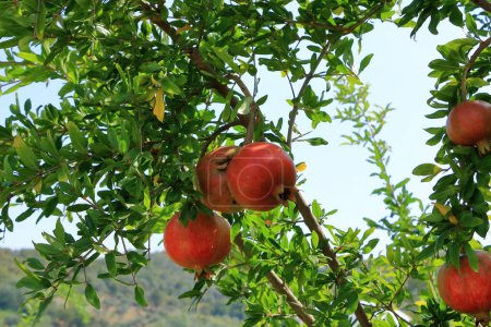 Granatapfel (Punica granatum) mit Blüte und Früchten auf grünem Strauch im Sommer, Albanien