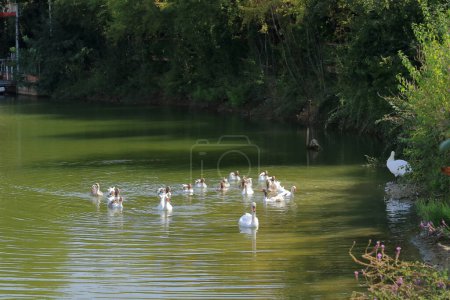 familia de gansos (Chloephaga picta), nadar en un lago, albania