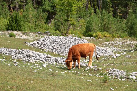 Vaca marrón con cuernos en el Parque Nacional Valbona en Albania