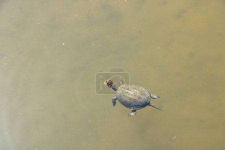 Téléchargez les photos : Une tortue nageant dans un étang à poissons. Eau verte. L'été. Vue d'en haut - en image libre de droit