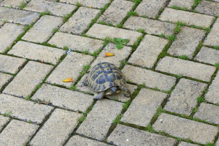 une tortue sur le sol en pierre de pavage