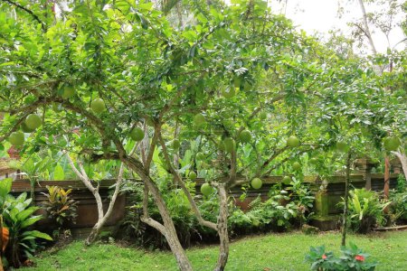 Crescentia cujete fruit, also called Calabash tree or mojo, Bali in Indonesia
