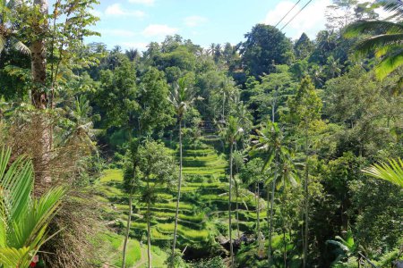 Belles terrasses de riz près du village de Tegallalang, Ubud, Bali en Indonésie