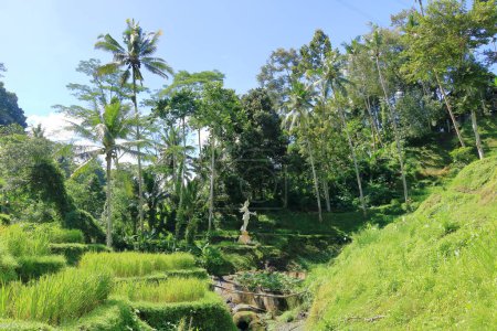 Schöne Reisterrassen in der Nähe des Dorfes Tegallalang, Ubud, Bali in Indonesien