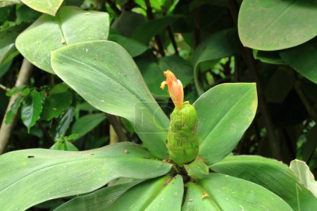 close-up of Stepladder ginger (Costus malortieanus) in a tropical garden in Bali, Indonesia