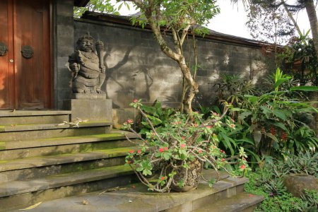 Euphorbia milii (couronne d'épines, plante du Christ ou épine du Christ), famille des Euphorbiaceae à Bali en Indonésie