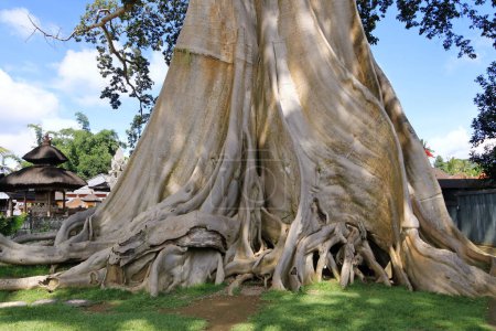 le Grand arbre ancien de Banyan à Kayu Putih, village de Baru, district de Marga, régence de Tabanan, Bali, Indonésie