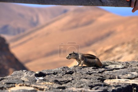 Ardilla terrestre berberisca (Atlantoxerus getulus) sentada sobre una roca, Fuerteventura, Islas Canarias en España