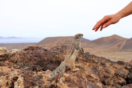 Téléchargez les photos : Écureuil terrestre barbare demandant de la nourriture au volcan Calderon Hondo à Fuerteventura, Atlantoxerus getulus - en image libre de droit