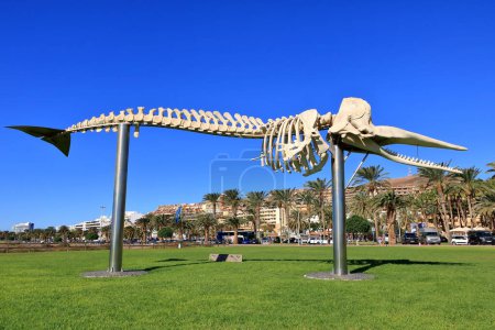November 19 2023 - Morro Jable, Fuerteventura in Spain: people around the Skeleton of a Sperm Whale