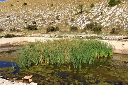 un bassin d'eau au milieu du parc national de Llogara en Albanie