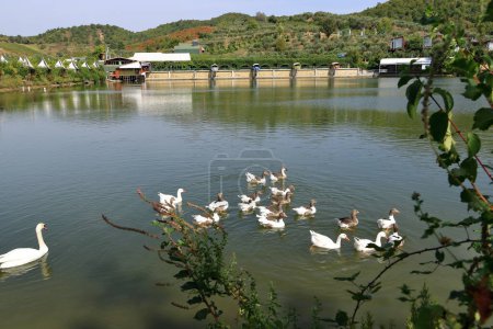 familia de gansos (Chloephaga picta), nadar en un lago, albania