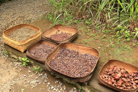 Téléchargez les photos : Plantation de grains de café à Bali en Indonésie - en image libre de droit