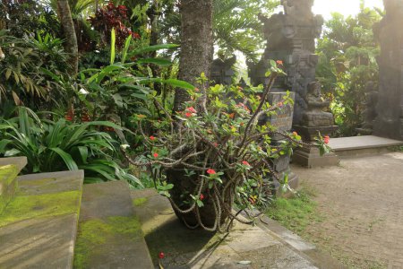 Euphorbia milii (couronne d'épines, plante du Christ ou épine du Christ), famille des Euphorbiaceae à Bali en Indonésie