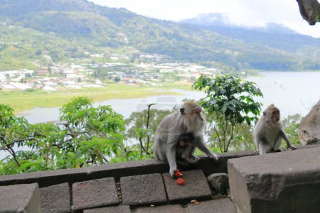 Wilde Affen an den Zwillingsseen - Buyan See und Tamblingan See - in der Nähe des Pura Ulun Danu Bratan Tempels