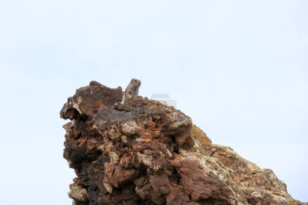 Curieux écureuil barbare au volcan caldera Calderon Hondo à Fuerteventura, Atlantoxerus getulus