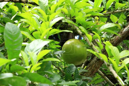 Crescentia cujete fruit, également appelé Calabash arbre ou mojo, Bali en Indonésie