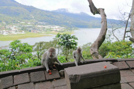 Singes sauvages aux lacs jumeaux - lac Buyan et lac Tamblingan - près du temple Pura Ulun Danu Bratan