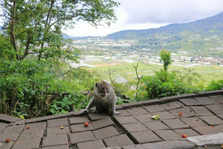 Wilde Affen an den Zwillingsseen - Buyan See und Tamblingan See - in der Nähe des Pura Ulun Danu Bratan Tempels