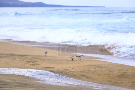 Brachwasserläufer auf Fuerteventura in Spanien fotografiert