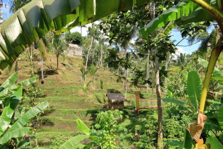 Schöne Reisterrassen in der Nähe des Dorfes Tegallalang, Ubud, Bali in Indonesien