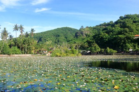 Laguna del Loto, Estanque de Lirio de Agua en Candidasa, Bali en Indonesia